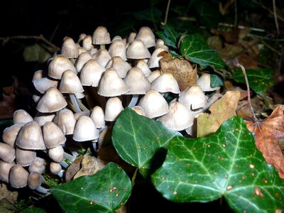 Forest wood nature
