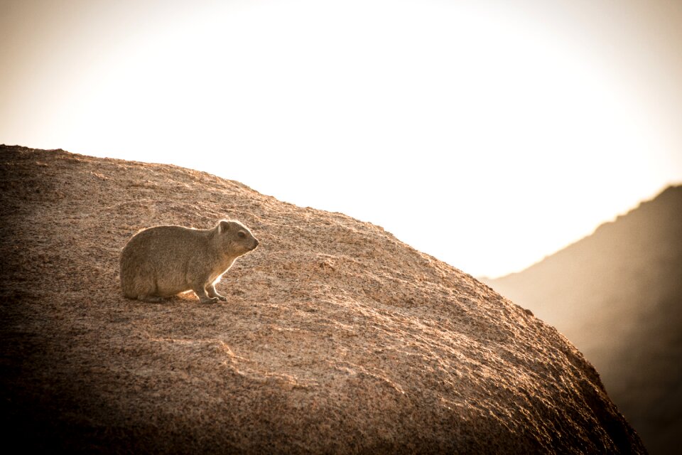 Landscape safari nature