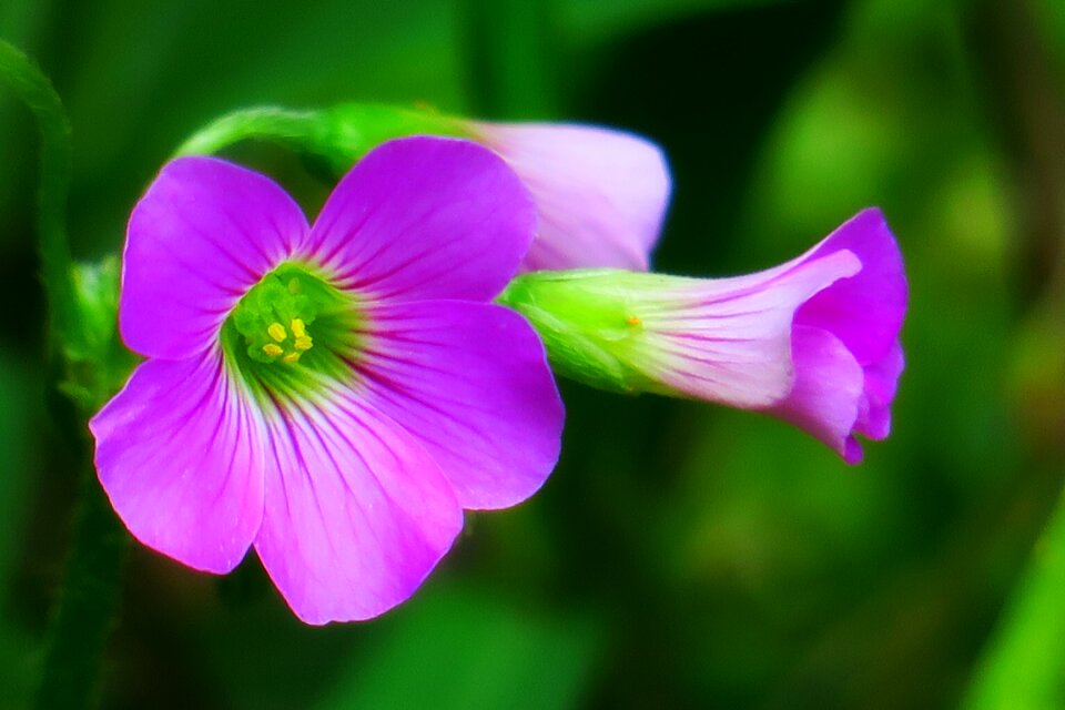 Wild flowers wild nature
