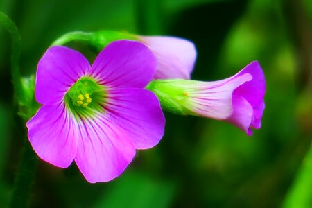 Wild flowers wild nature