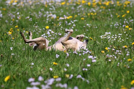 Greyhound galgo rolling