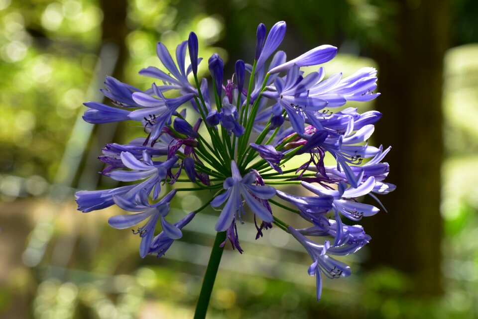 Blossom bloom flower
