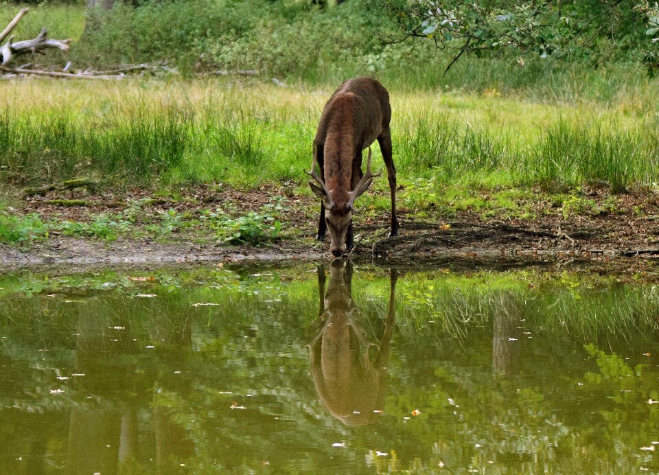 Hirsch mirror image deer deer drinking