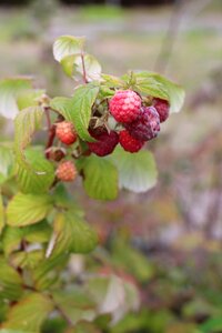 Berry garden