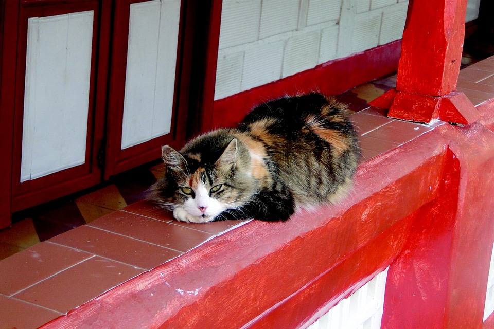 Feline nature life