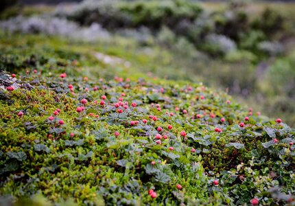 Cloudberry bush produces tussock berry