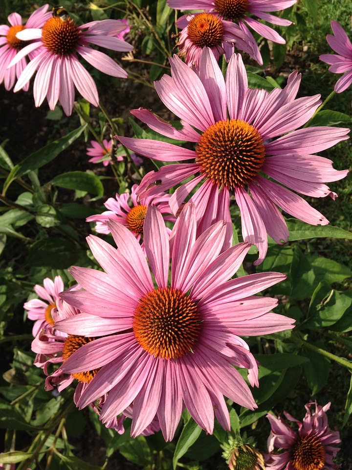 Summer plant blossom