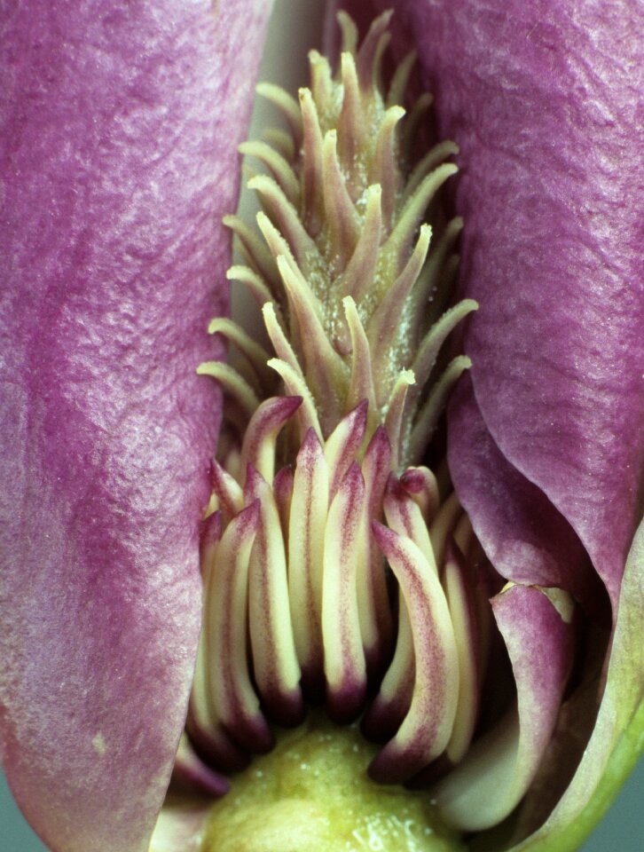 Magnolia close up flowers photo