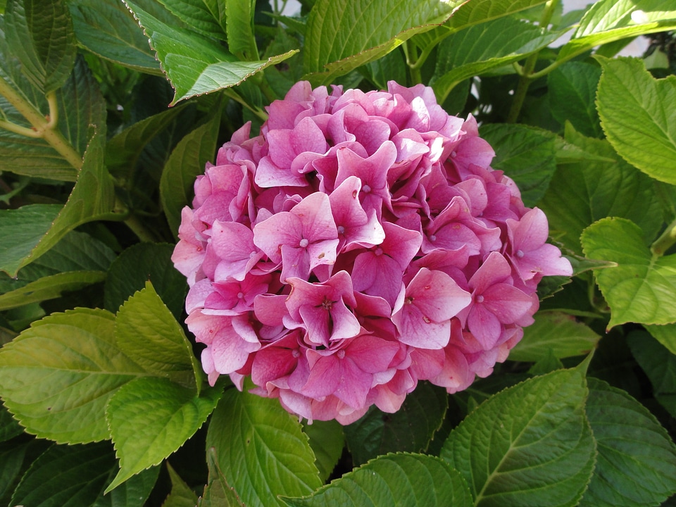 Plant pink flowers macro