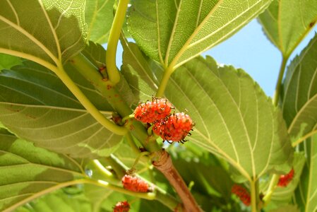 Exotic nature botany