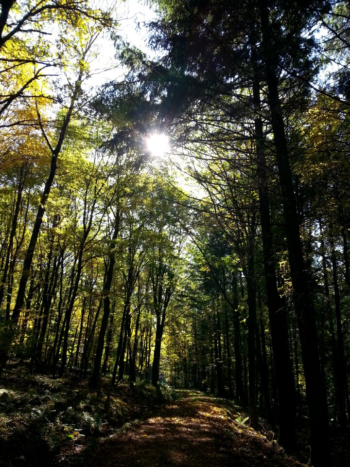 Walk woods nature