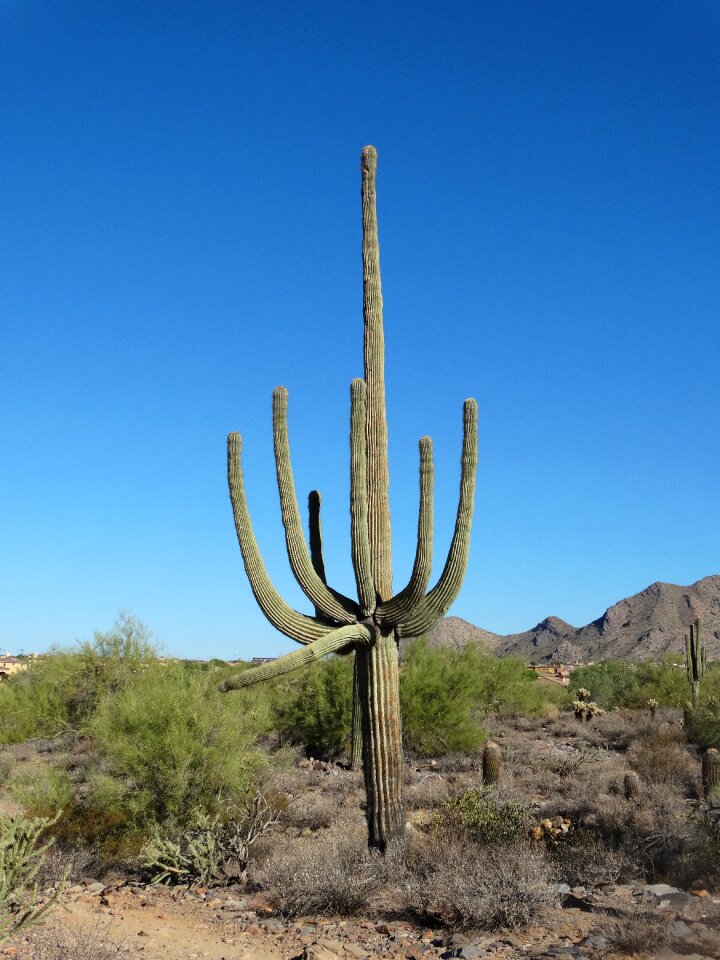 Arizona cactus southwest