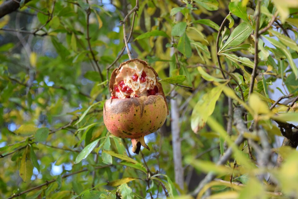 Food in the autumn mature