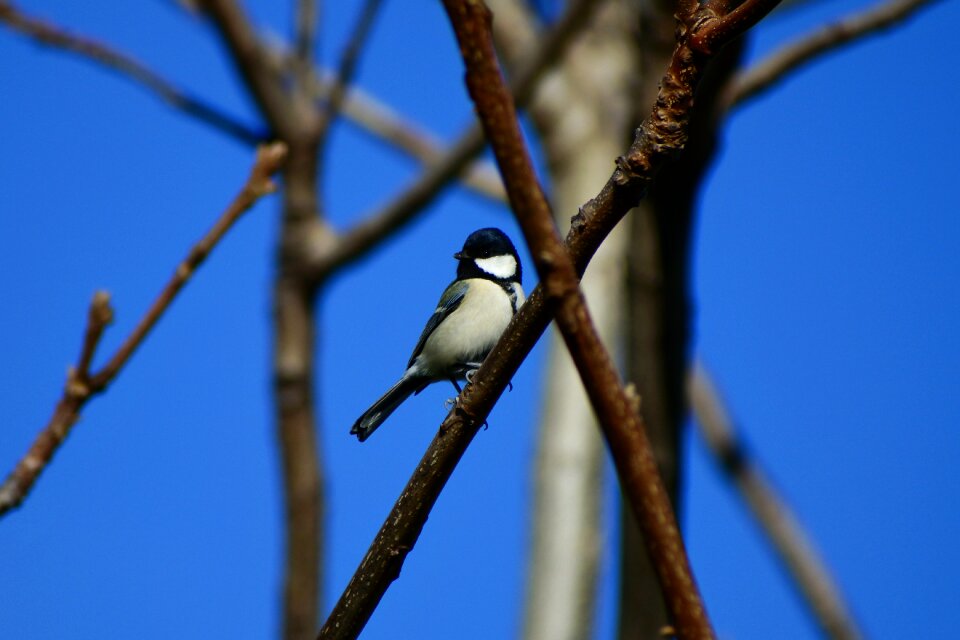 Twigs bird wild birds