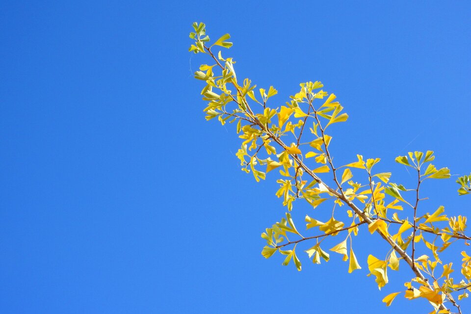 Gingko yellow leaves autumn leaves