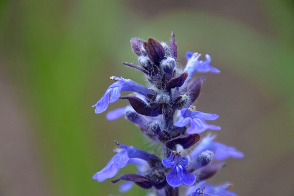 Beauty nature separated by comma