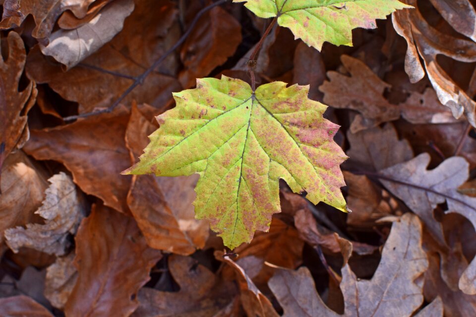 Forest floor plant foliage