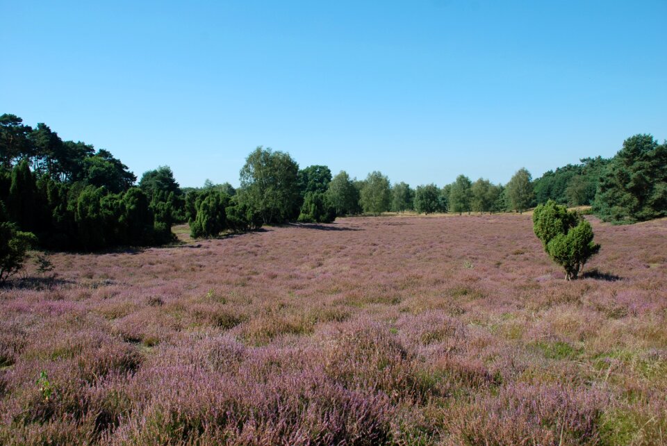 Erika purple nature reserve