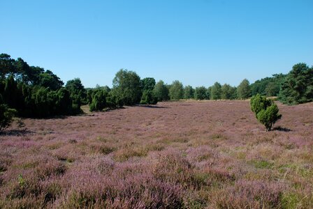Erika purple nature reserve