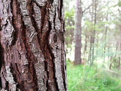 Grass forest pinetrees photo