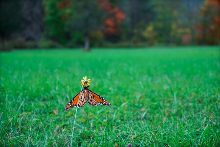 Nature wings grass