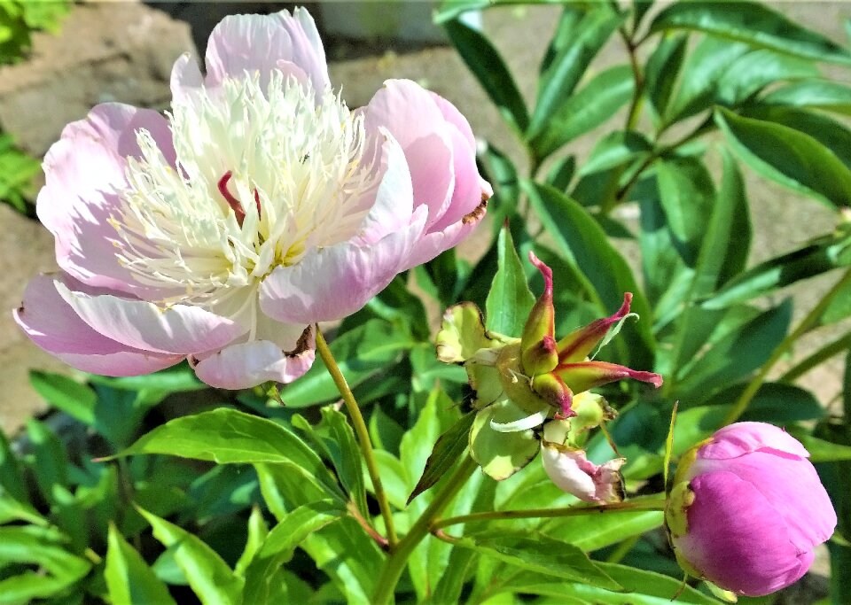 Beautiful peonies peonies flowers