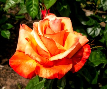 Rose orange photo