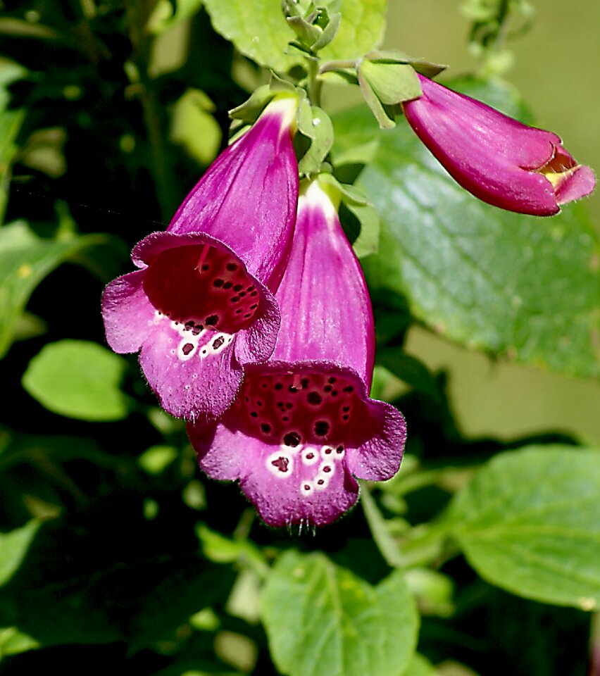 Flourishing violet garden