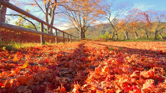 Fall of japan natural landscape