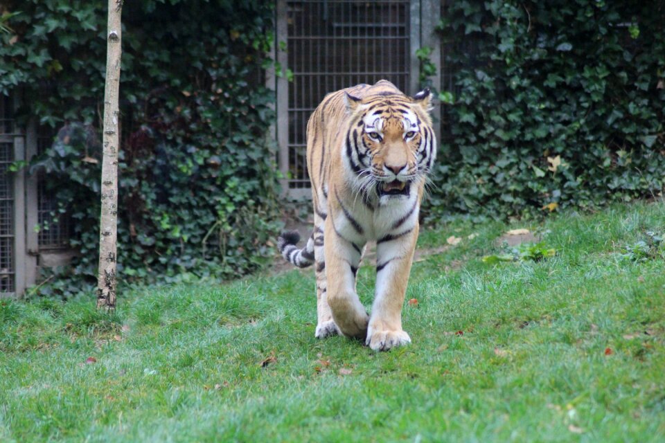 Big cat zoo zoo animal