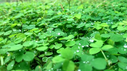 Nature natural garden