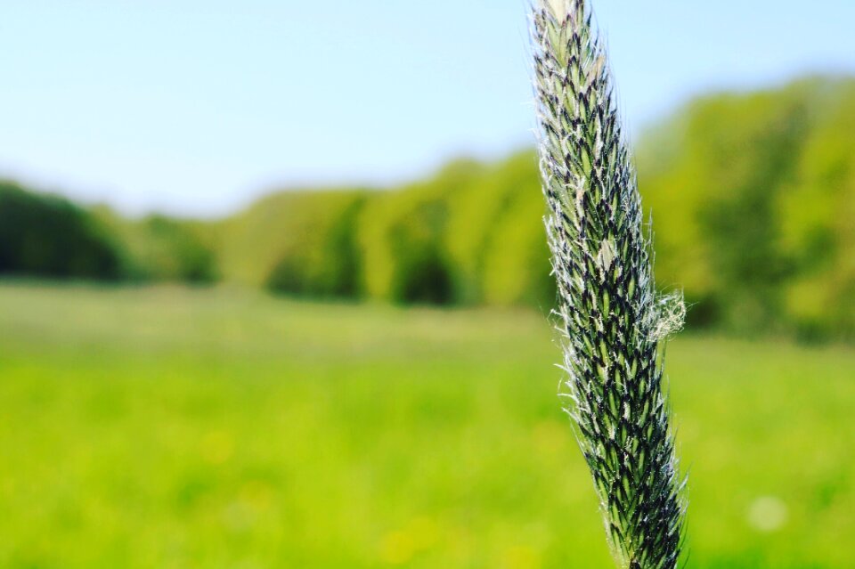 Nature field blade of grass photo