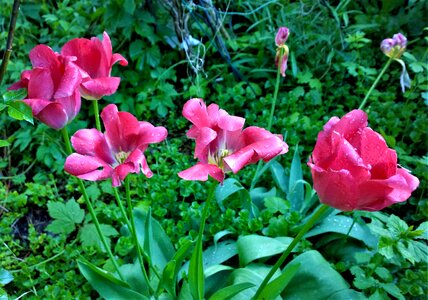 Planting tulip spring photo