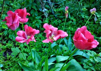 Planting tulip spring