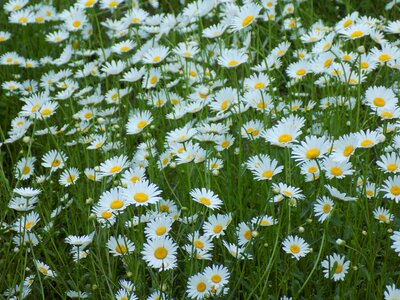 Flowers of the field white flowers plant photo