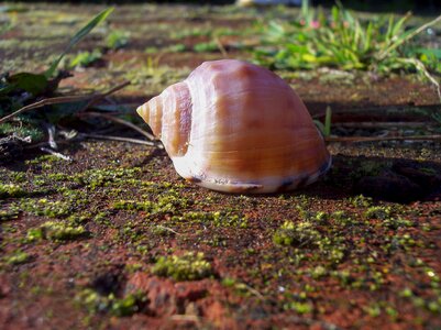 Close-up mollusk