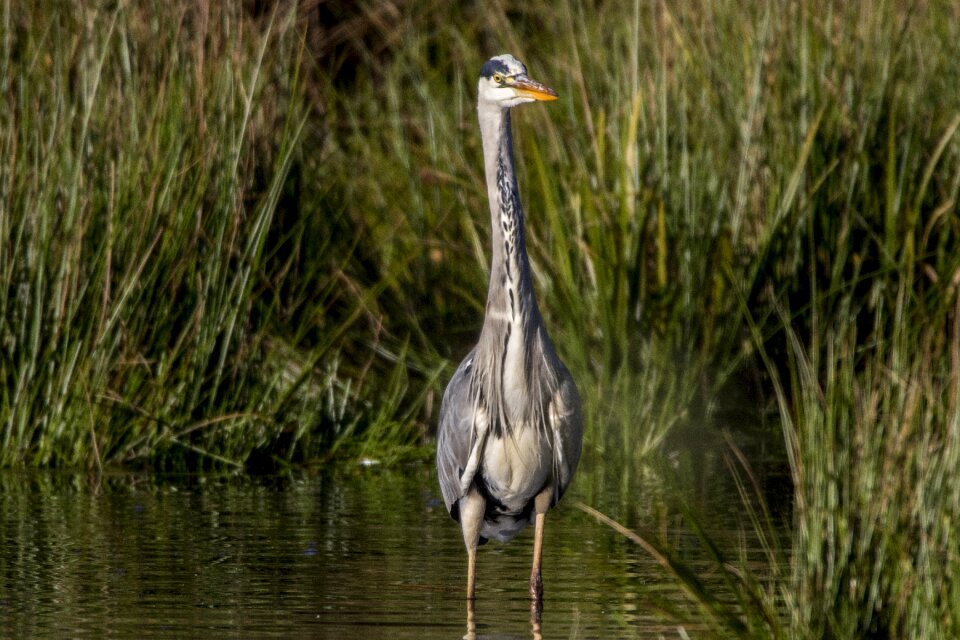 Nature animal heron