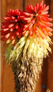 Plant nature flora