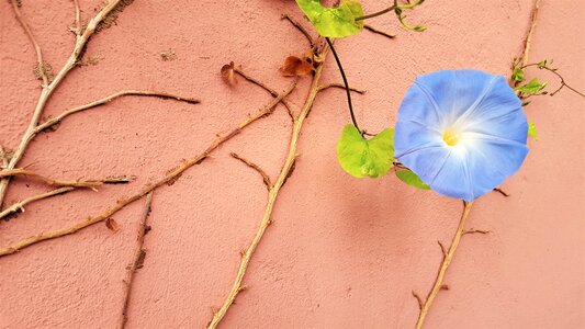 Wall pink nature photo