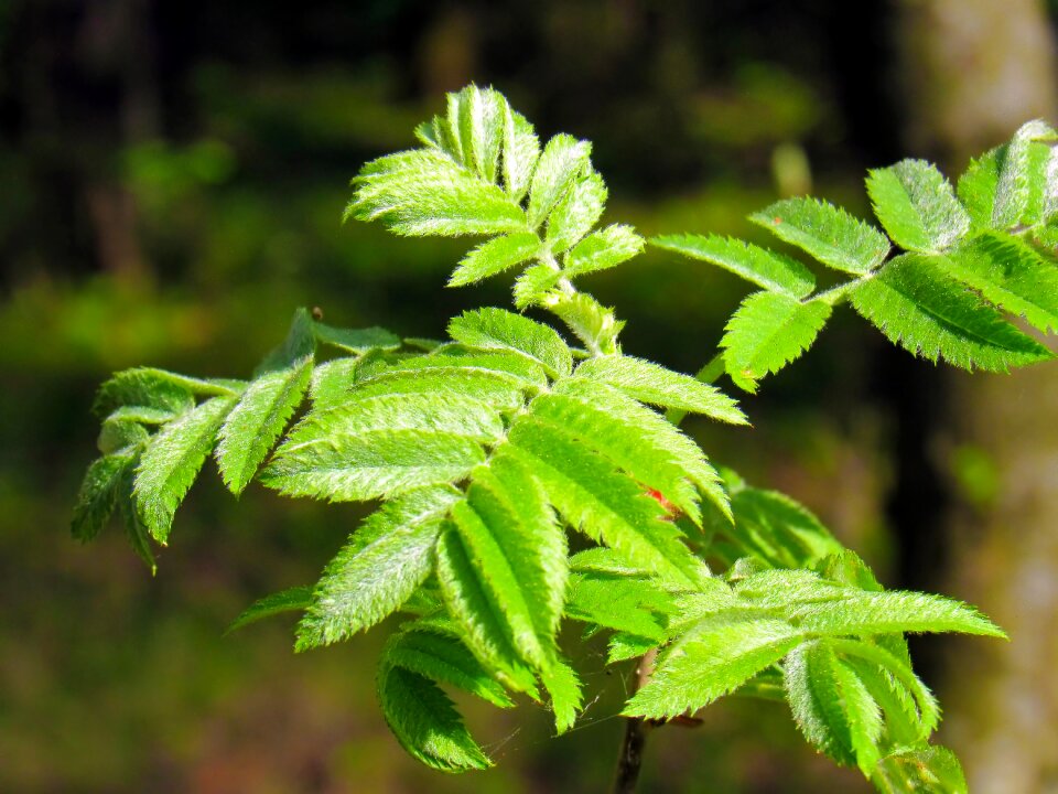 Green leaves leaves mountain ash