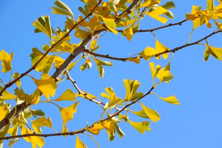 Yellow leaves autumn leaves colorful leaves photo