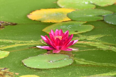 Water lily blossom bloom
