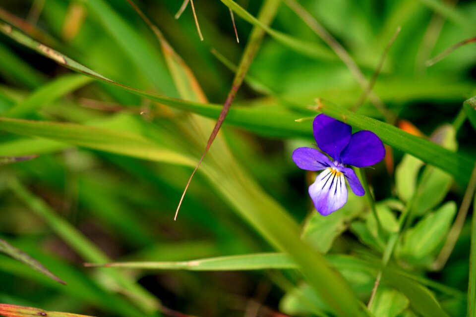 Flowers plant nature