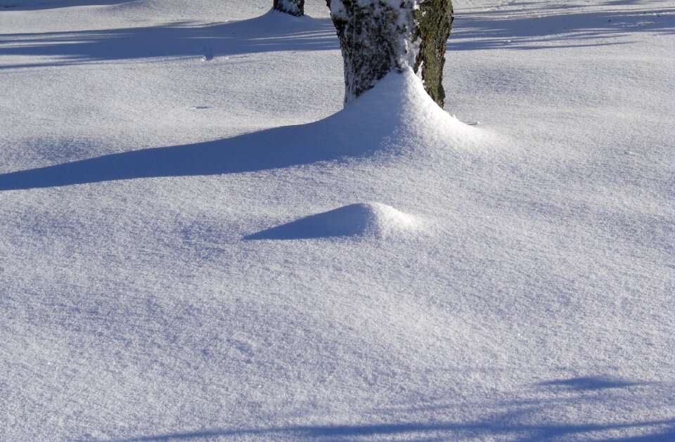 Tree snow winter magic