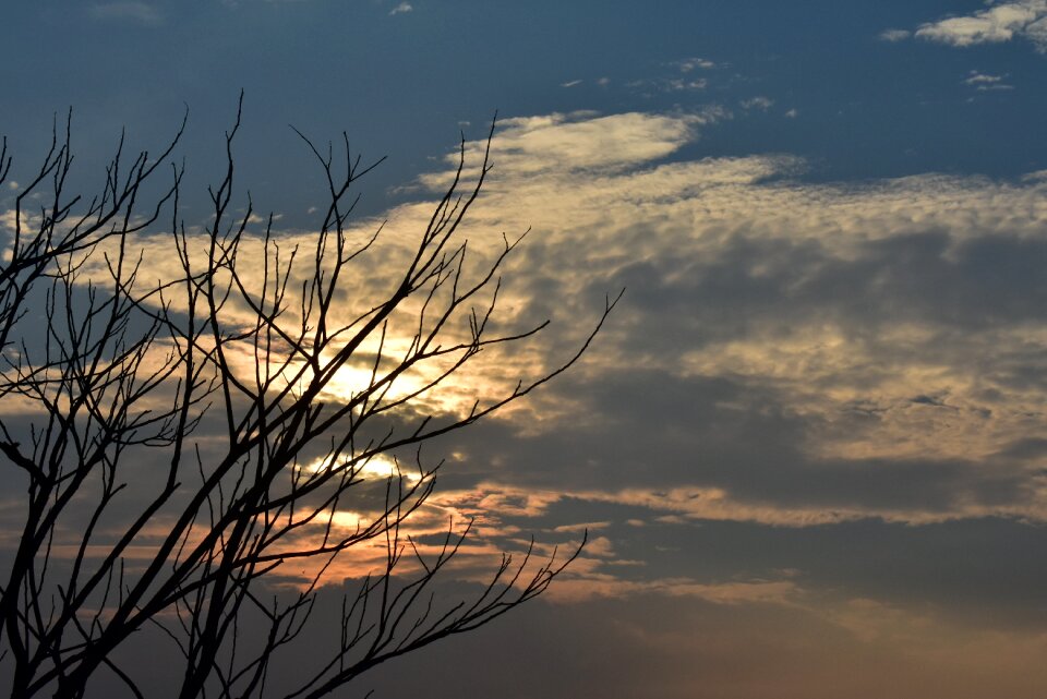 Dry tree sundown nature
