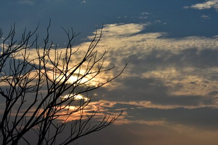 Dry tree sundown nature photo
