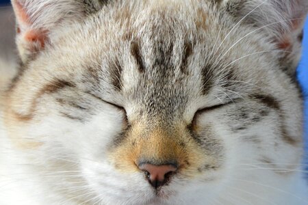 Young cat feline domestic animal photo