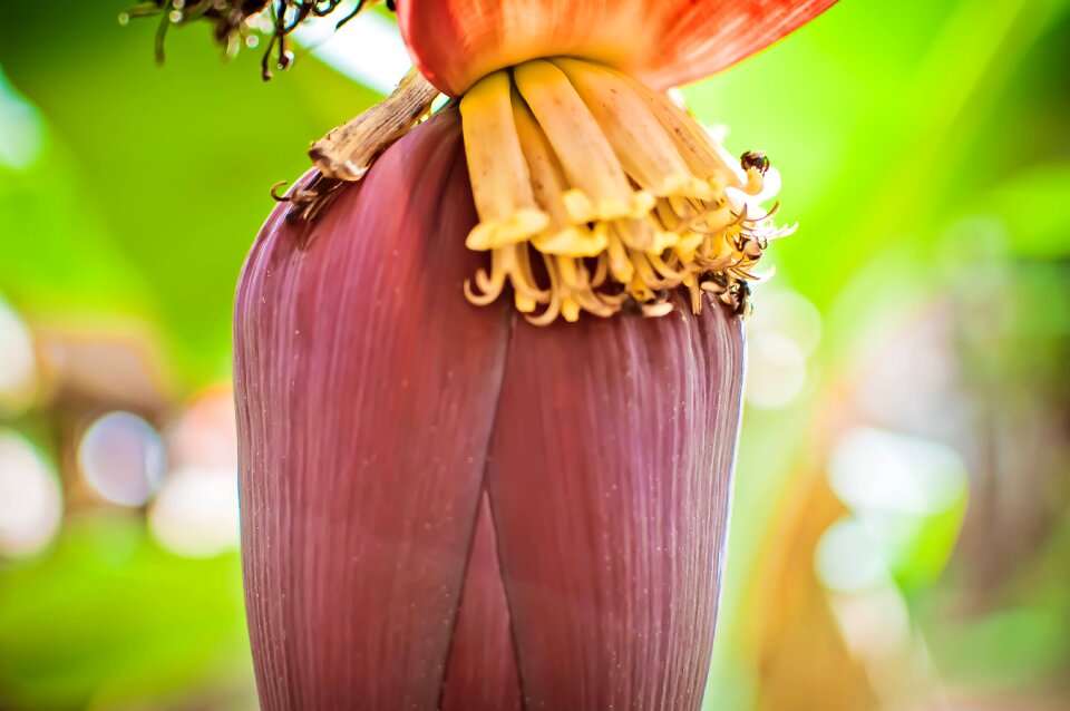 Plant wimp flower