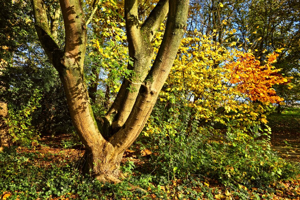 Forked tree trunk wood autumn leaves