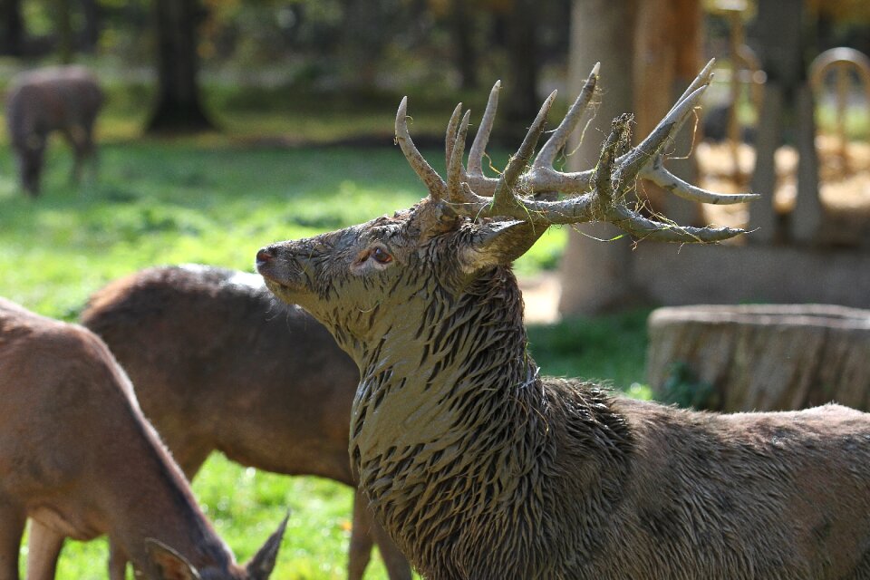 Wild nature mammal